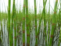 Equisetum fluviatile 24, Holpijp, Saxifraga-Mark Zekhuis