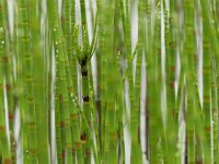 Equisetum fluviatile 26, Holpijp, Saxifraga-Mark Zekhuis