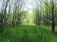 Equisetum fluviatile 28, Holpijp, Saxifraga-Mark Zekhuis