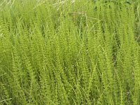 Equisetum fluviatile 3, Holpijp, Saxifraga-Jan van der Straaten