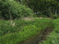 Equisetum fluviatile 35, Holpijp, Saxifraga-Hans Boll