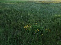 Equisetum fluviatile 38, Holpijp, Saxifraga-Hans Boll