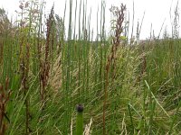 Equisetum fluviatile 4, Holpijp, Saxifraga-Peter Meininger