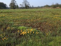 Equisetum fluviatile 41, Holpijp, Saxifraga-Hans Boll