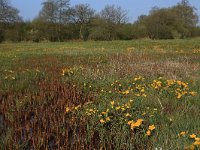 Equisetum fluviatile 43, Holpijp, Saxifraga-Hans Boll