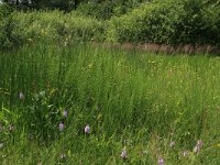 Equisetum fluviatile 46, Holpijp, Saxifraga-Hans Boll