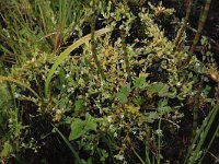 Equisetum fluviatile 49, Holpijp, Saxifraga-Hans Boll