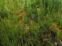 Equisetum fluviatile 52, Holpijp, Saxifraga-Hans Boll