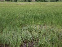 Equisetum fluviatile 54, Holpijp, Saxifraga-Hans Boll