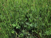 Equisetum fluviatile 57, Holpijp, Saxifraga-Hans Boll