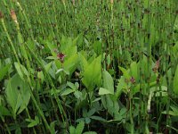 Equisetum fluviatile 58, Holpijp, Saxifraga-Hans Boll