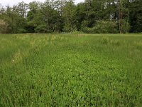 Equisetum fluviatile 59, Holpijp, Saxifraga-Hans Boll