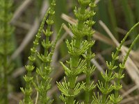 Equisetum fluviatile 6, Holpijp, Saxifraga-Willem van Kruijsbergen