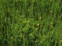 Equisetum fluviatile 67, Holpijp, Saxifraga-Hans Boll