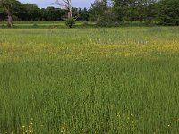 Equisetum fluviatile 68, Holpijp, Saxifraga-Hans Boll