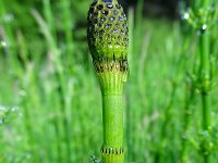 Equisetum fluviatile 7, Holpijp, Saxifraga-Mark Zekhuis