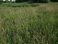 Equisetum fluviatile 70, Holpijp, Saxifraga-Hans Boll