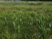 Equisetum fluviatile 71, Holpijp, Saxifraga-Hans Boll