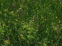 Equisetum fluviatile 74, Holpijp, Saxifraga-Hans Boll