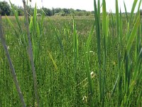 Equisetum fluviatile 76, Holpijp, Saxifraga-Hans Boll