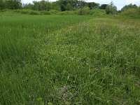 Equisetum fluviatile 81, Holpijp, Saxifraga-Hans Boll