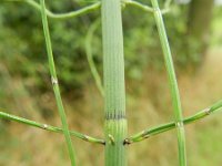 Equisetum fluviatile 82, Holpijp, Saxifraga-Rutger Barendse