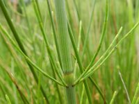 Equisetum fluviatile 83, Holpijp, Saxifraga-Rutger Barendse