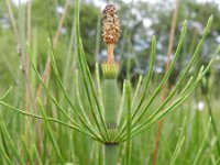 Equisetum fluviatile 84, Holpijp, Saxifraga-Rutger Barendse