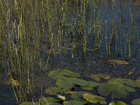 Equisetum fluviatile 9, Holpijp, Saxifraga-Jan van der Straaten