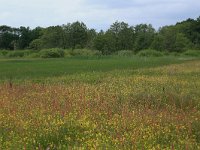 Equisetum fluviatile 99, Holpijp, Saxifraga-Hans Boll