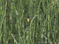 Equisetum hyemale 12, Schaafstro, Saxifraga-Peter Meininger