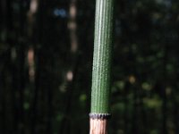 Equisetum hyemale 15, Schaafstro, Saxifraga-Rutger Barendse