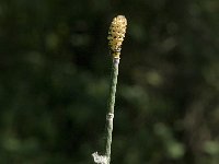 Equisetum hyemale 16, Schaafstro, Saxifraga-Jan van der Straaten