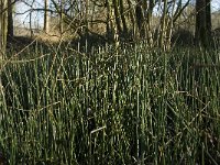 Equisetum hyemale 20, Schaafstro, Saxifraga-Jan van der Straaten