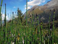 Equisetum hyemale 23, Schaafstro, Saxifraga-Ed Stikvoort