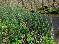 Equisetum hyemale 25, Schaafstro, Saxifraga-Ed Stikvoort