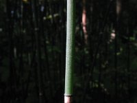 Equisetum hyemale 28, Schaafstro, Saxifraga-Rutger Barendse