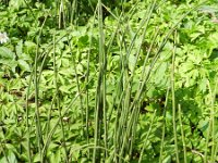 Equisetum hyemale 29, Schaafstro, Saxifraga-Rutger Barendse