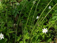 Equisetum hyemale 30, Schaafstro, Saxifraga-Rutger Barendse