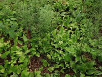 Equisetum hyemale 36, Schaafstro, Saxifraga-Hans Boll