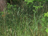 Equisetum hyemale 37, Schaafstro, Saxifraga-Hans Boll