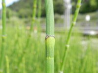 Equisetum hyemale 39, Schaafstro, Saxifraga-Rutger Barendse