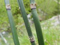 Equisetum hyemale 41, Schaafstro, Saxifraga-Rutger Barendse