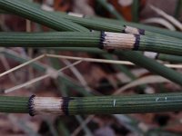 Equisetum hyemale 44, Schaafstro, Saxifraga-Ed Stikvoort