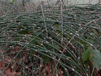 Equisetum hyemale 45, Schaafstro, Saxifraga-Ed Stikvoort