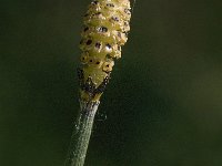 Equisetum hyemale 6, Schaafstro, Saxifraga-Jan van der Straaten