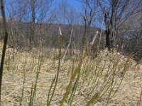 Equisetum hyemale 7, Schaafstro, Saxifraga-Jasenka Topic