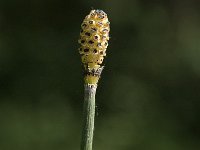 Equisetum hyemale 9, Schaafstro, Saxifraga-Jan van der Straaten