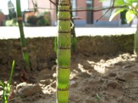 Equisetum hyemale var affine 17, Saxifraga-Rutger Barendse