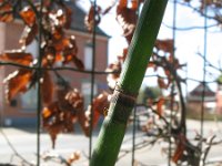 Equisetum hyemale var affine 31, Saxifraga-Rutger Barendse